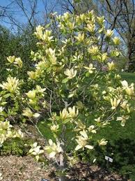 Image result for magnolie sunsation