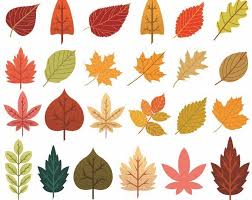 Find high quality autumn leaves clipart, all png clipart images with transparent backgroud can be download for free! Autumn Leaf Clipart Fall Leaves Clip Art Thanksgiving Etsy In 2021 Fall Leaves Drawing Fall Clip Art Fall Leaves Cartoon