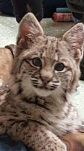 Bobcat At Wildlife In Need Charlestown Indiana Animal Kingdom Animals Wildlife