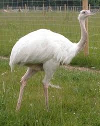 Black Bird With White Stripes On Wings And Tail South Africa Pin On Nature
