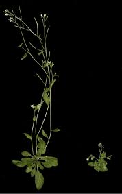 The hormone auxin plays a role in this tropism by causing cell elongation on the stem, bending the thigmotropism is a plant's reaction to a physical touch with a solid object. Plant Hormone Wikipedia
