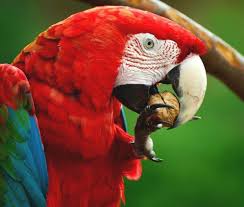 Kakadu, papagei, papageifrom the english cockatoo nmnomen, männlich, maskulinum: Papageien Archive Kleintierpraxis Dr Fenske