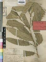 Image result for Rinorea ilicifolia