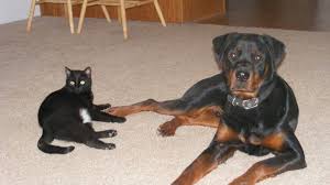 5.0 out of 5 stars. Why Did My Dog Kill My Cat Pethelpful