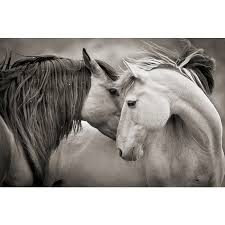 Black And White Mustang Horse For Sale Kimerlee Curyl Embrace Beauty 2008 Wild Horses Photography Horses Horse Photography