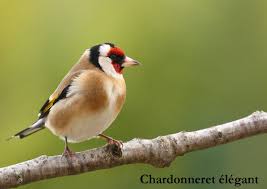 Guide des oiseaux des villes et des jardins. Quel Est Donc Cet Oiseau Photos D Oiseaux