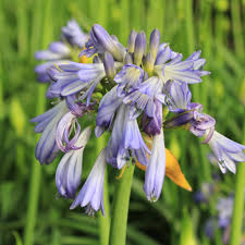 Image result for Agapanthus inapertus