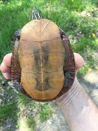 The marginal scutes are the same color as the carapace overlaid with black and red mottling. Maryland Biodiversity Project Midland Painted Turtle Chrysemys Picta Marginata