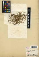 Image result for Diplacrum africanum