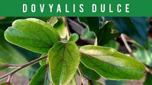 Image result for Dovyalis sp. A