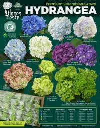 Jet Fresh Flowers New Variety Chart Flores Del Este Hydrangea