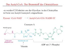 Create your own flashcards or choose from millions created by other students. Zur Erinnerung Durch Die Gluconeogenese Wird Aus Kleinen Molekulen Die Nicht Zu Den Kohlenhydraten Gehoren Glycerin Aminosauren Lactat Glucose Ppt Herunterladen