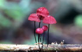 Image result for Marasmius opacus