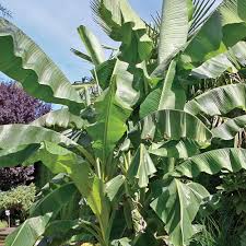 Banana plants, banana trees on sale, many different fruit flavors, here since 2001. Hardy Banana Tree Musa Basjoo Michigan Bulb