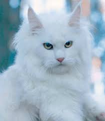 Search more than 2,000 luxury cars, exotic cars, classic cars and other supercars with large, high quality images. Maine Coon Breeders In Wisconsin Chicago Dynasty Maine Coon Cats