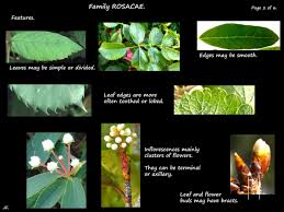 Image result for Rosaceae