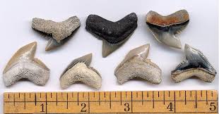 A tiger shark's tooth is used to crush it's prey ( turtles ) and to grab onto the prey so it won't escape easily. Fossilguy Com Tiger Shark Facts And Information Galeocerdo Cuvier And Fossil Species