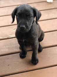 Visit our site 😘 stud services available dm 👇🏻 utahgoldendoodles.co. Goldendoodle Puppies For Sale Austin Tx 325646