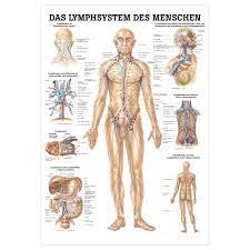 Das lymphsystem (lymphatische system) des menschlichen körpers stellt einen wichtigen bestandteil unseres immunsystems (abwehrsystems) dar. Wall Chart The Lymphatic System Lxw 100x70 Cm Buy Online Sport Tec