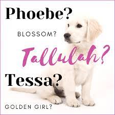 People often choose a fraser fir to be their christmas tree, so this might be a good christmas dog name for your pup. 300 Unique Female Dog Names By Category Pethelpful