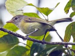 Image result for Virectaria major