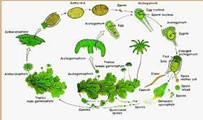 We did not find results for: Metagenesis Lumut Lengkap Beserta Gambar Penjelasan