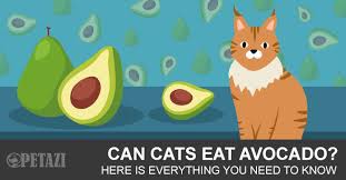 Though avocado is extremely rich in nutrients, you have to be careful how much you feed your cat due to the high fat content. Can Cats Eat Avocado Here Is Everything You Need To Know Petazi