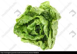 Comprehensive nutrition resource for romanasalat. Romischer Salat Romana Romanasalat Von Oben Gemuse Stock Photo 16526674 Bildagentur Panthermedia