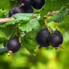 Image result for jostaberry