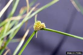 Image result for Cyperus difformis