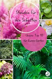 Stauden Fur Den Schatten Unsere Top 10 Plantura Schattenpflanzen Garten Stauden Schattengewachse