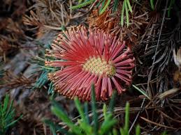 Image result for Walleria nutans