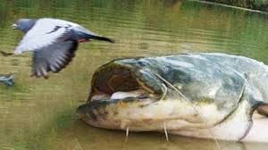 Personne qui mange que du poisson. Cet Enorme Poisson Mange Des Pigeons Silure Zapping Sauvage Youtube
