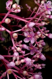 Image result for Dichaetanthera corymbosa