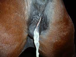 Horses cumming