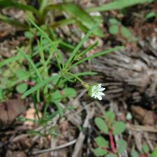 Image result for Drymaria