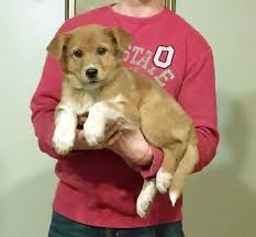 Jul 11, 2021 · the texarkana gazette is the premier source for local news and sports in texarkana and the surrounding arklatex areas. Dog Profiles Heaven 2 Earth Rescue Lab Mix Puppies Dogs Puppies