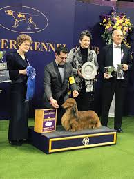 Rappaport, now 43, has since attended 39 westminster dog shows, mostly to show bedlingtons as a professional handler. King The Wire Fox Terrier Named Westminster S Best In Show As It Happened Sport The Guardian
