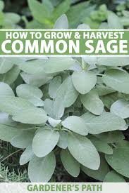 The pineapple sage plant is found in gardens to attract hummingbirds and butterflies. Grow Common Sage A Mediterranean Culinary Staple Gardener S Path