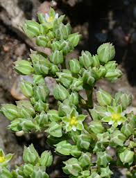 Image result for Polycarpon