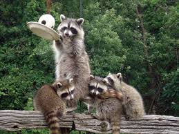 This Is What Raccoons Look Like Where I Come From Pet Raccoon Cute Raccoon Raccoon