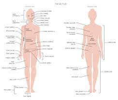 We will show in this book that drawing the human body need not be so difficult. Female Body