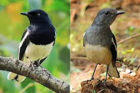 Our love of robins and habit of feeding them in our gardens goes back a very long way according to legend. Oriental Magpie Robin Wikipedia