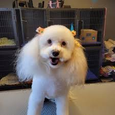 DALE PATTERSON GROOMING