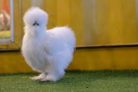 Maybe you would like to learn more about one of these? The Ultimate Guide On The Silkie Chicken