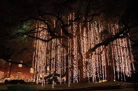 Christmas Light Spanish Moss Outdoor Christmas Lights Christmas Lights Hanging Christmas Lights