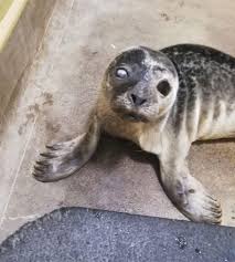Baby Seals Orphaned As Uk Beachgoers Chase Them Into Sea Away From Their Mums Mirror Online