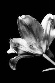 Le biblioteche di fondazione per leggere Fiore Bianco E Nero Fotografie Stock Freeimages Com