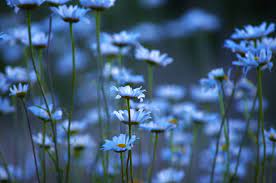 Check spelling or type a new query. Blue Daisy Flowers During Daytime Hd Wallpaper Wallpaper Flare