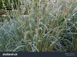 Image result for Hyparrhenia cymbaria